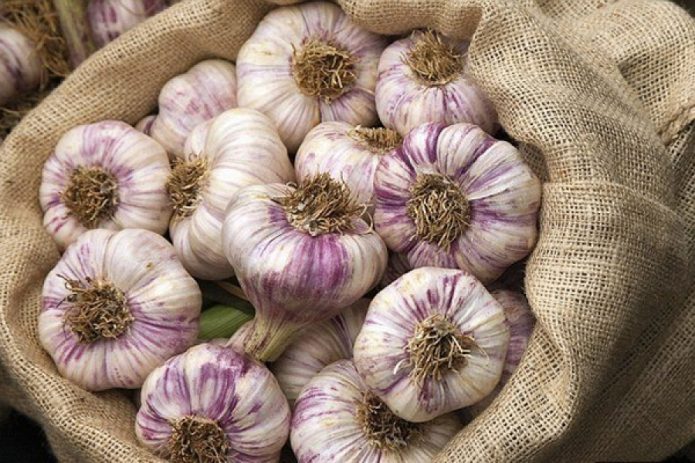 Winter garlic ready for storage