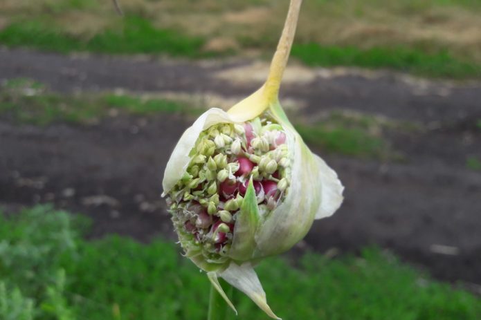 Air bulbs on an arrow of winter garlic