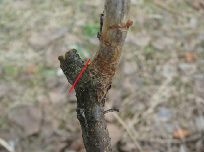 Trimmed branch of currant