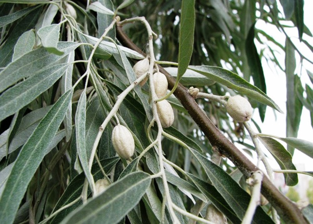 The plant is Indian and Chilean sucker, is there such a tree?