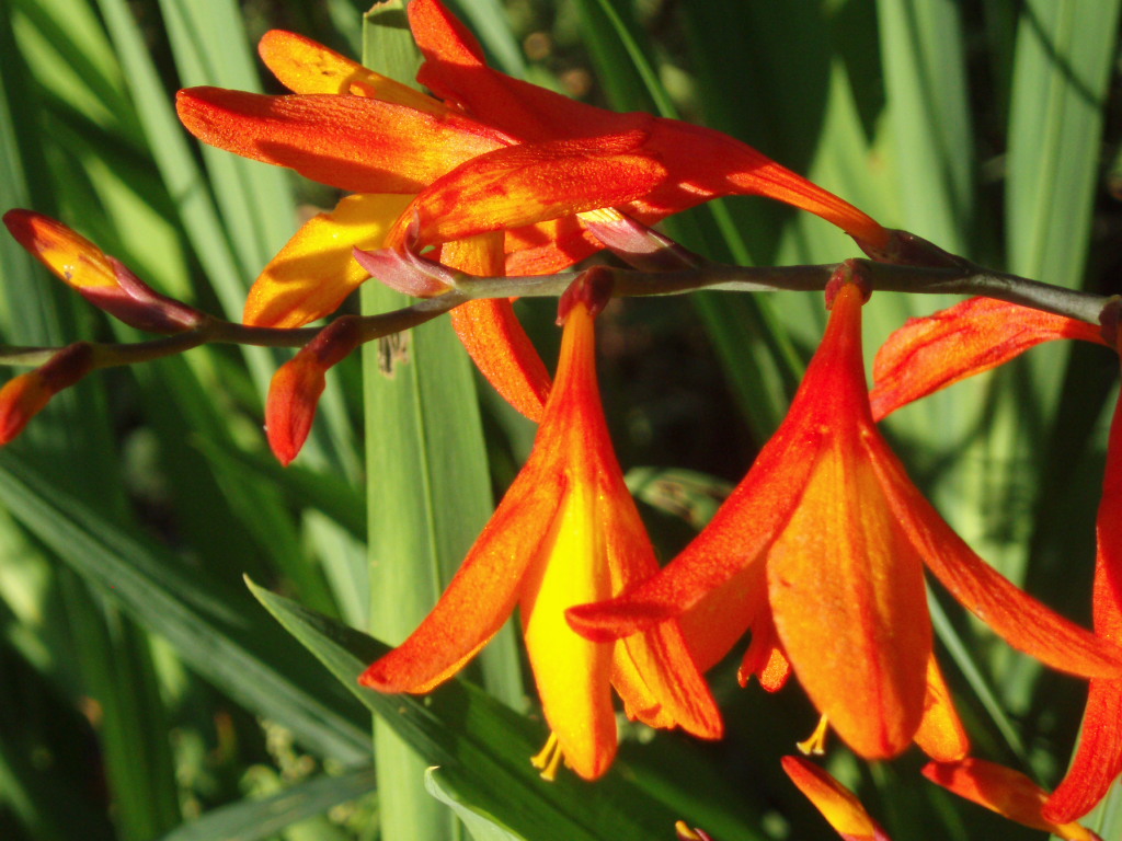 Montbrecia or crocosmia: photo, planting and care in the open field