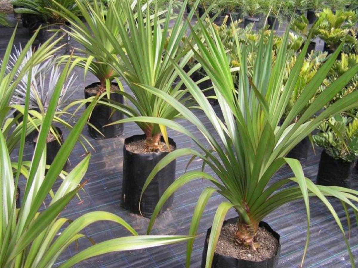 Caring for pandanus at home: varieties, photos