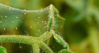 Spider mite