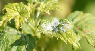 Spider mite on currant