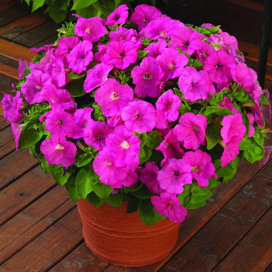 Growing petunias from seeds at home