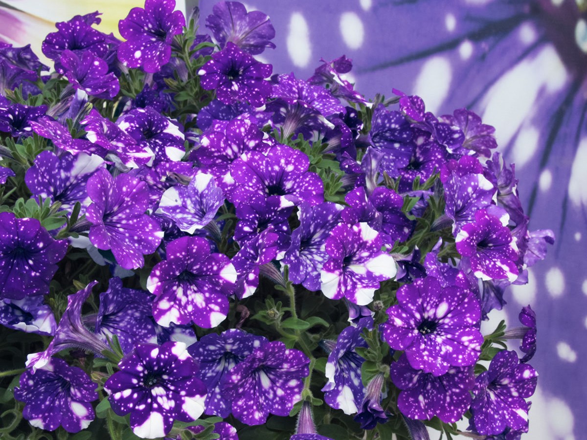 Petunia: varieties, hybrids and their photos