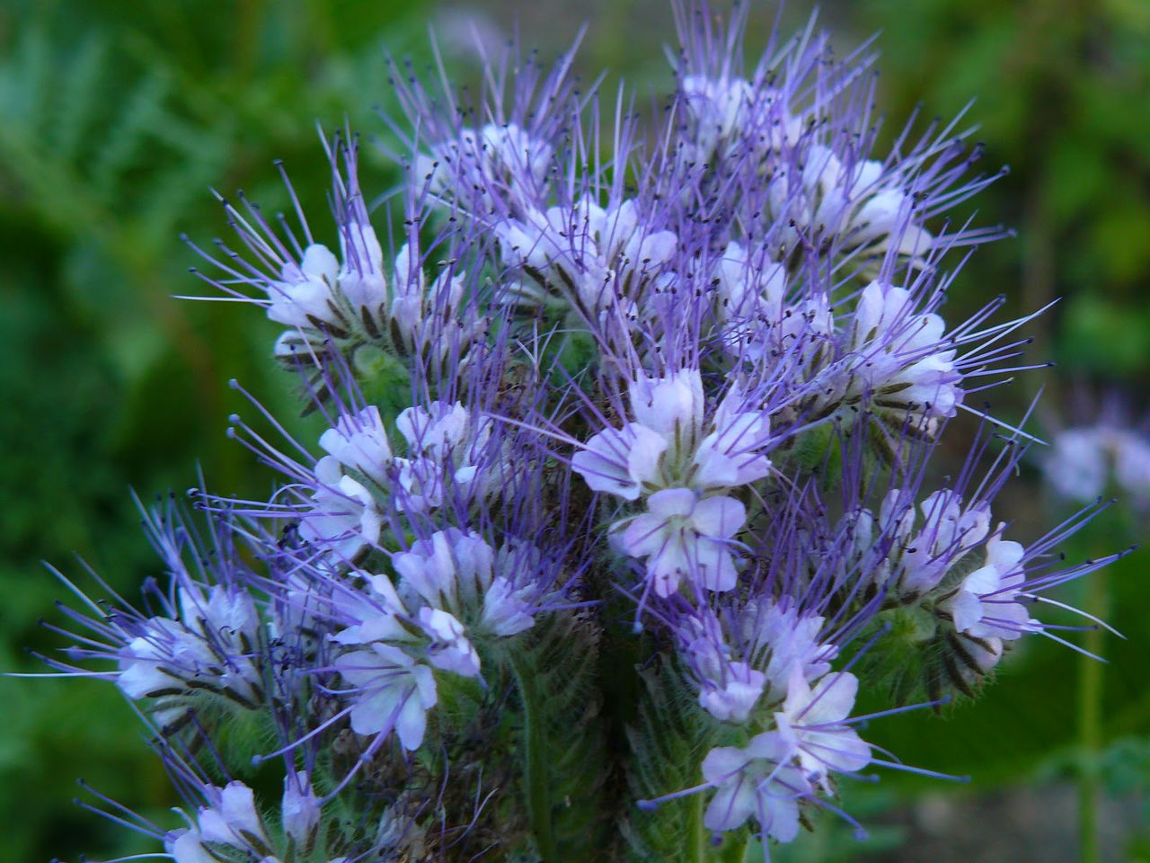 Phacelia flower: varieties, photos, useful qualities and cultivation