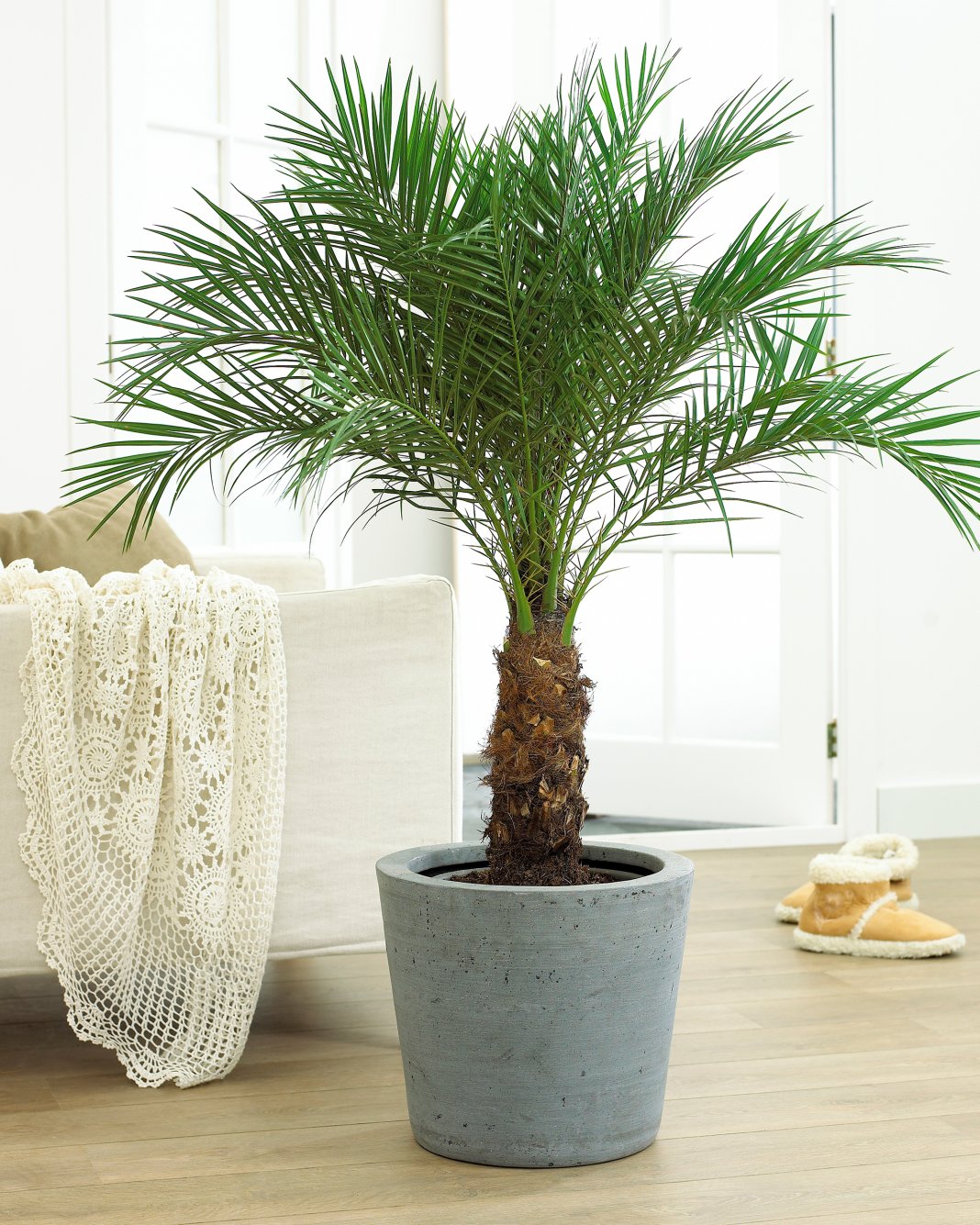 Homemade date palm from stone indoors