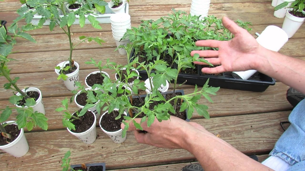 Picking tomato seedlings: how to carry out the procedure correctly