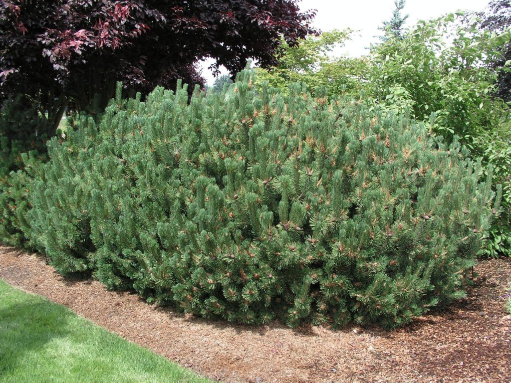 Mountain pine Pumilio, features of cultivation