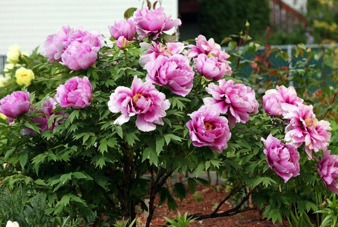 Planting and caring for a tree peony in the open field