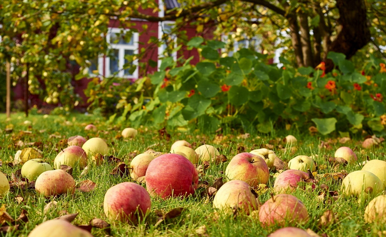 Fertilizers for apple trees, their types, meaning and feeding rules