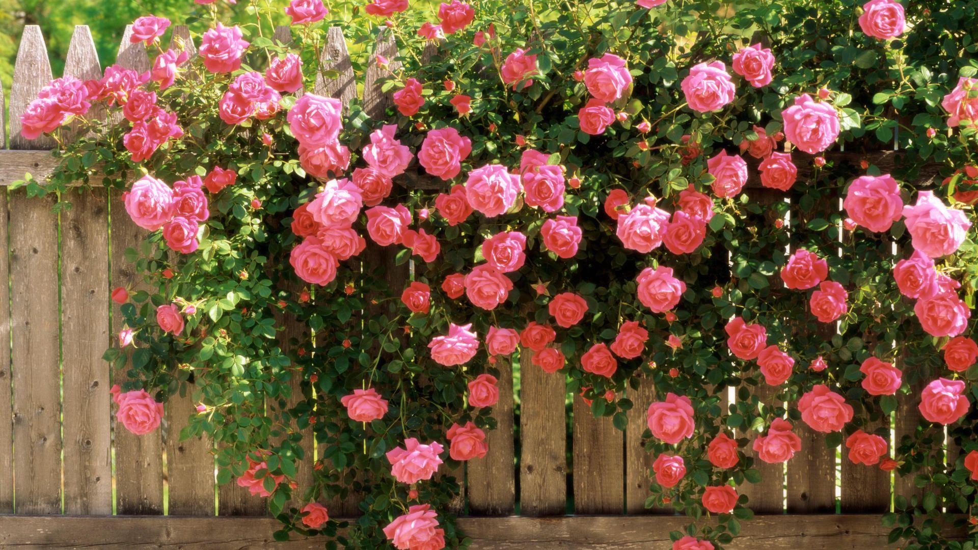 Climbing roses: planting and care, rules for growing in the open field