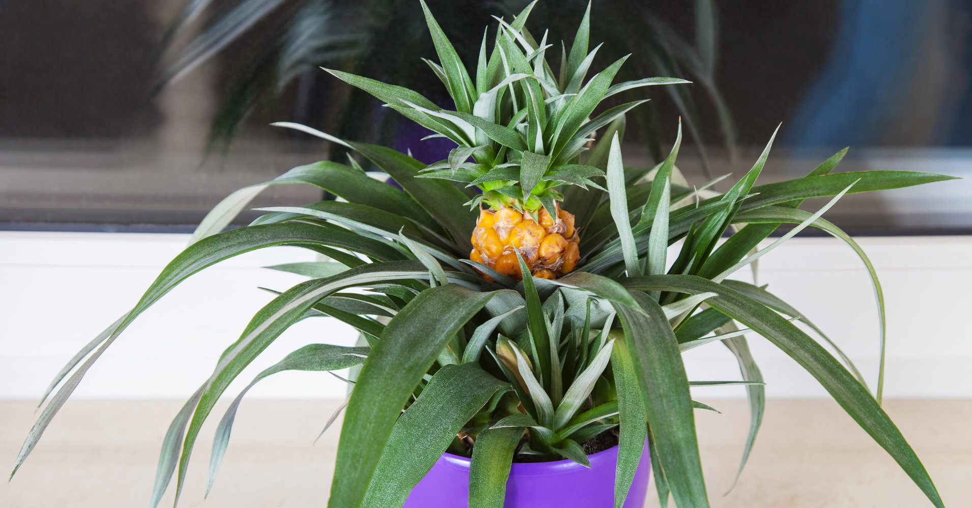 How to grow pineapple at home: the nuances of growing