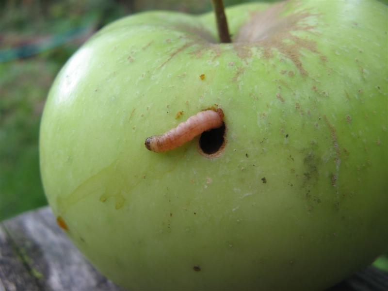 Fruit moth