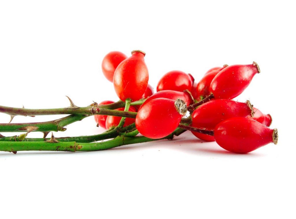 Rose hips on a branch