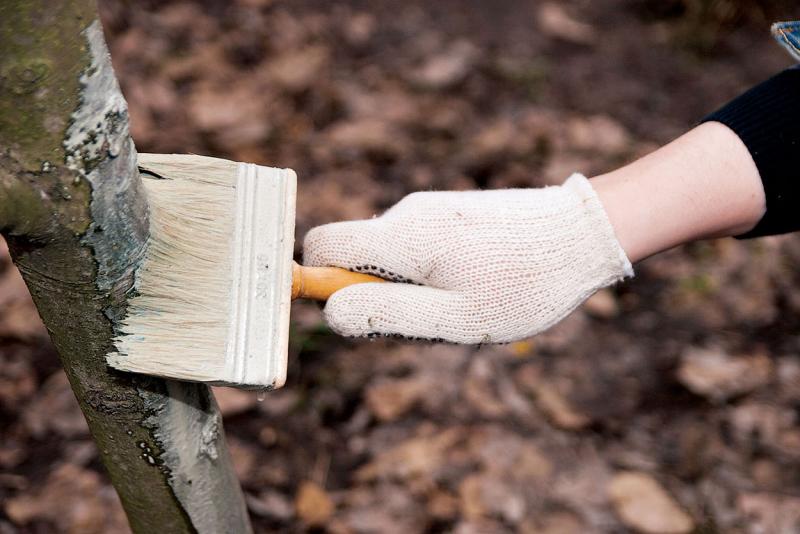 Whitewashing a tree trunk