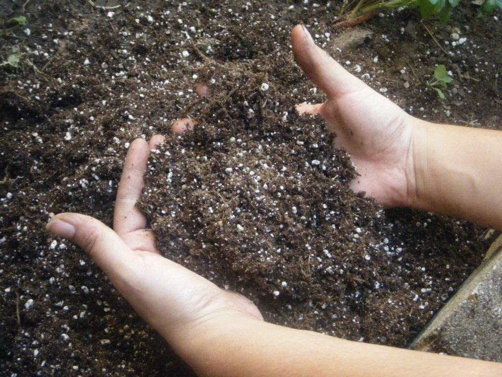 Seedling potting soil and gardener's hand