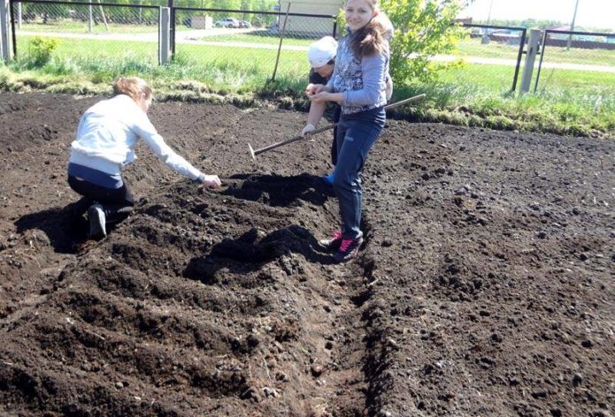 Preparing the beds for planting tulips