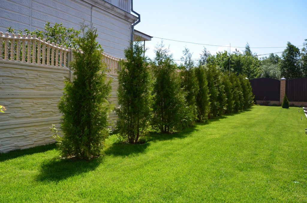 Suitable place for growing thuja