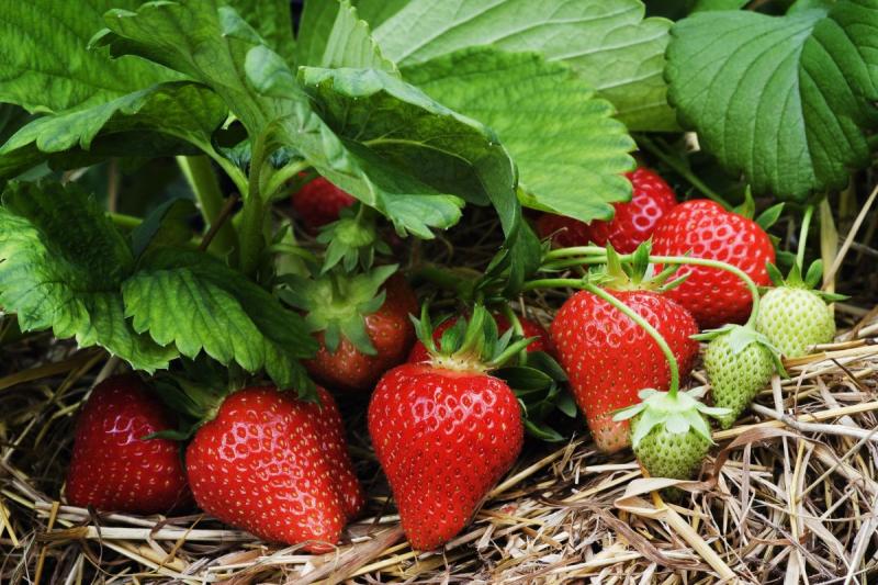 Top dressing of strawberries in autumn after pruning