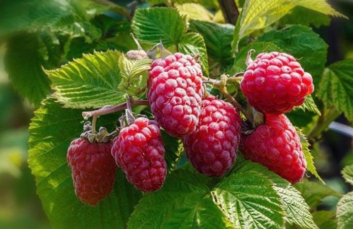 feeding raspberries