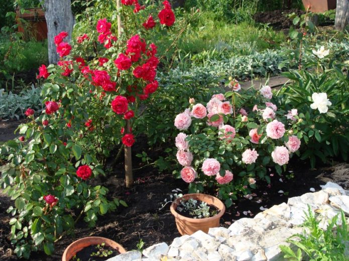 Blooming roses in the garden