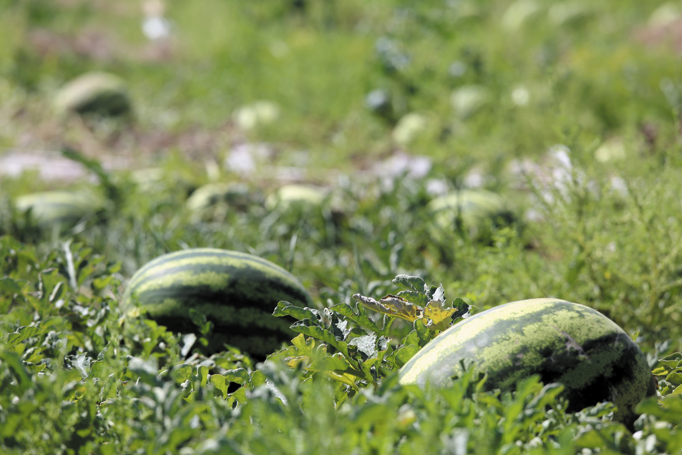 Growing watermelons in the Urals in the open field and in a greenhouse: the best varieties, planting and care features