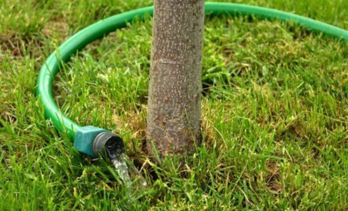 watering trees