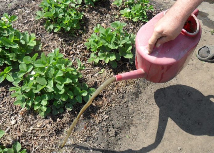 Watering strawberries