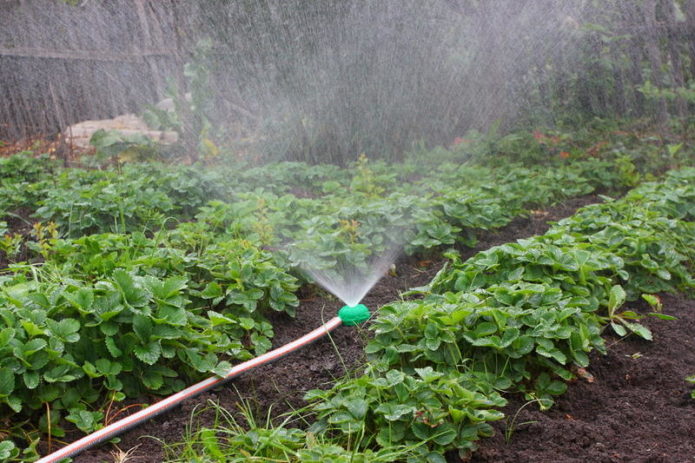 Watering strawberries