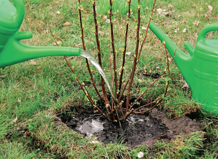 watering currants