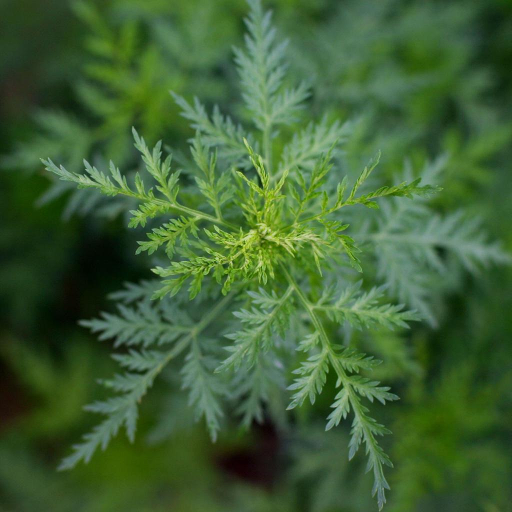 Annual wormwood and other species: photo