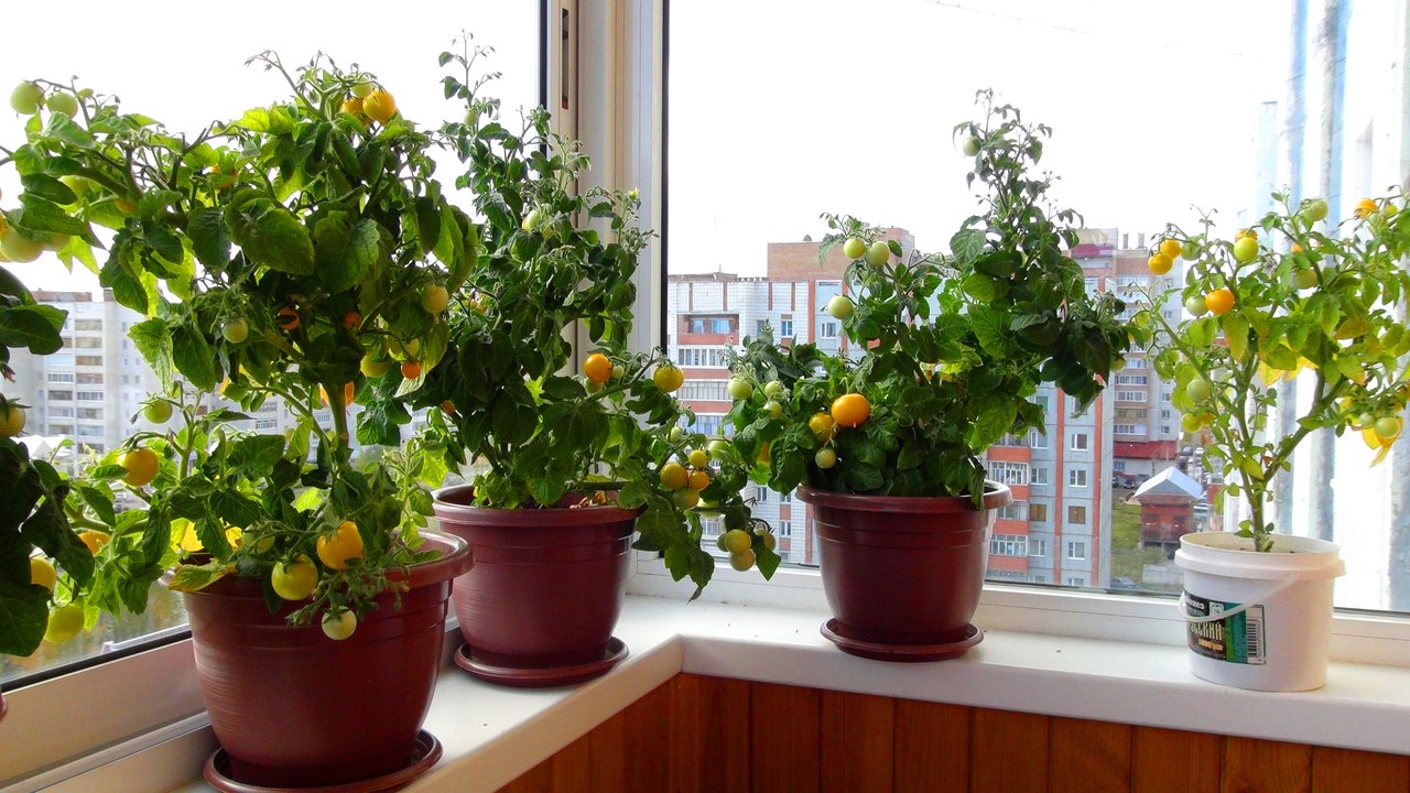 How to grow tomatoes on the balcony - variety selection, sowing and care