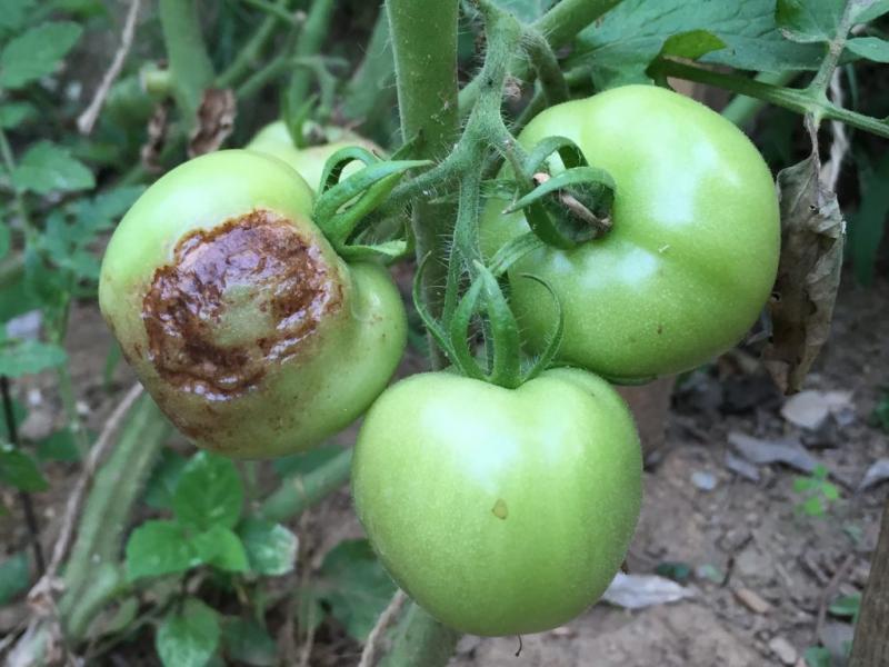 Tomatoes rot