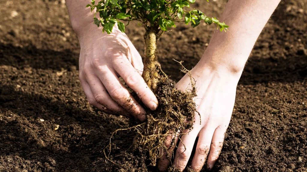 Shrub planting