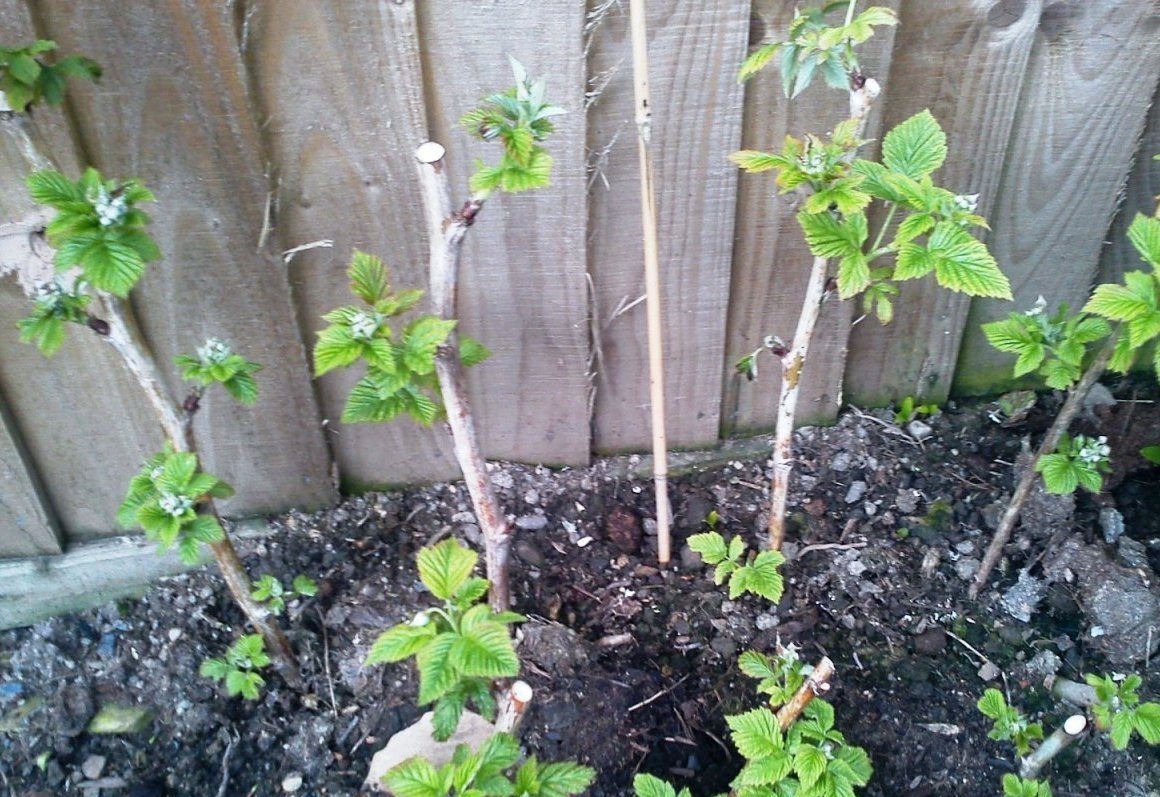 Reproduction of raspberries by cuttings in spring, summer and autumn