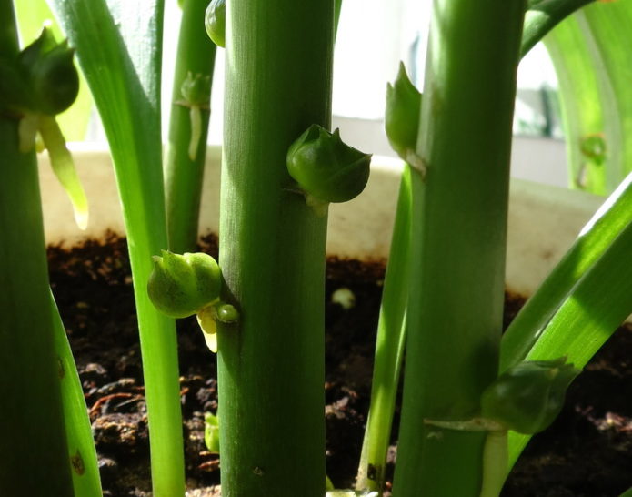 planting lily bulbs