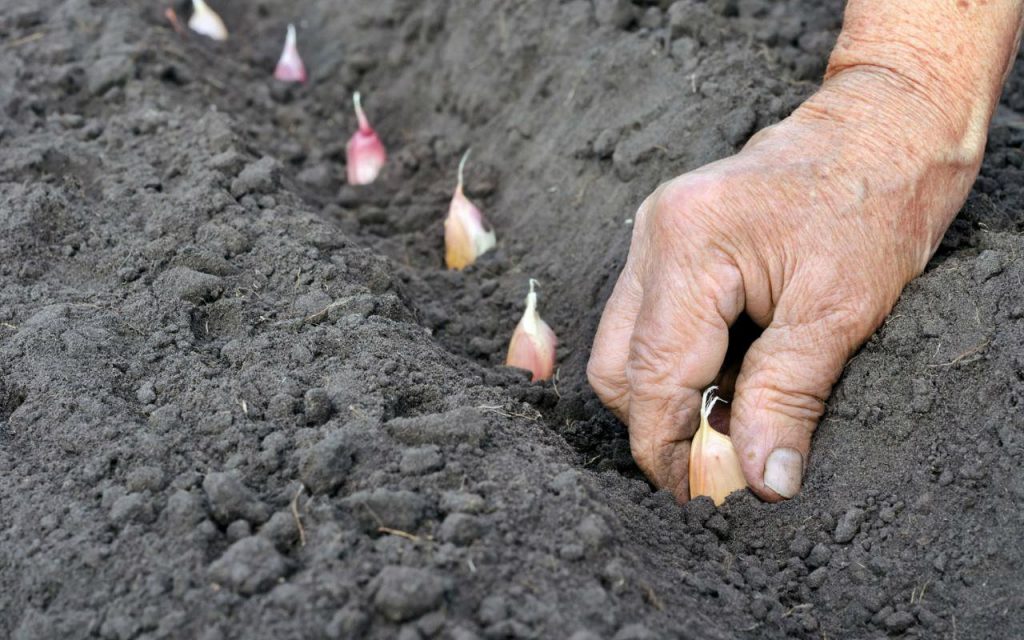 Planting garlic for the winter