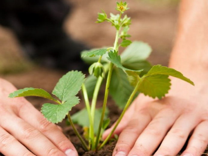 Planting strawberries in open ground