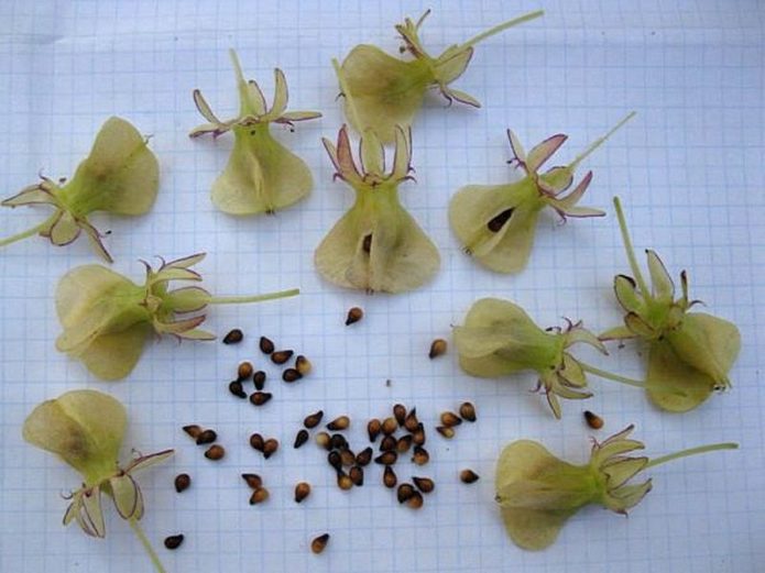 planting lily seeds