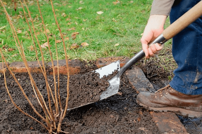 planting currants