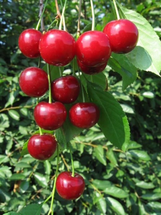 Malyshka fruits