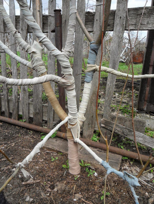 The tree trunk is wrapped in burlap