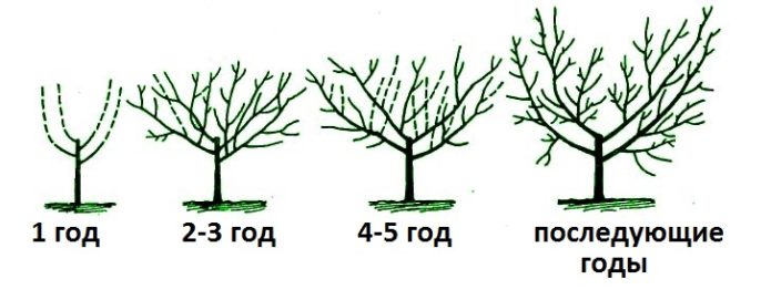 Phased formation of the cherry crown