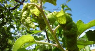 Aphids on a branch cherry