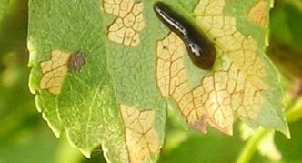 Slimy sawfly on cherry