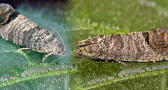 Fruit moths on cherry