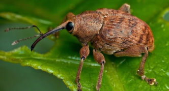 Cherry weevil on a plant