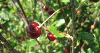 Damaged cherries